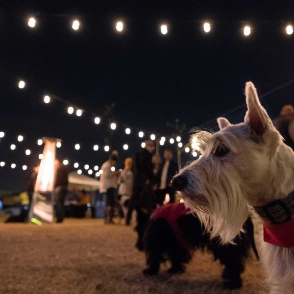 Cafe Lights, 48 ft., 24 Bulb