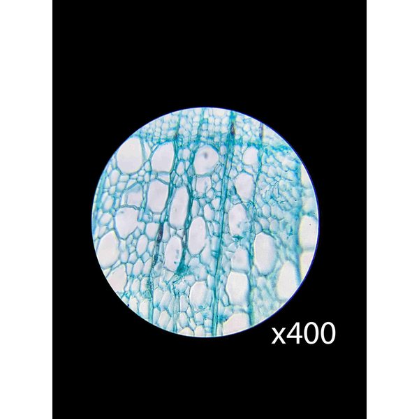 Student Monocular Compound Microscope 40x-640x