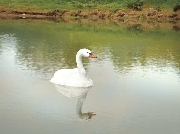 Pond Swan Decoy, 36 In. L, 18 In. W