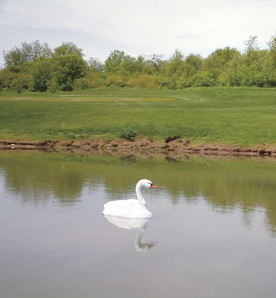 Pond Swan Decoy, 36 In. L, 18 In. W