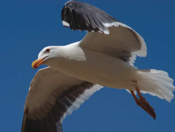 Electronic Bird Repeller